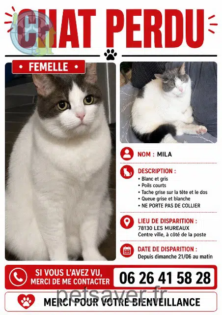 chatte lost 78130 Les Mureaux Mila