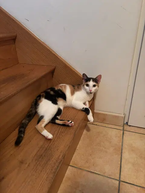 chatte lost   78330 Fontenay-le-Fleury Mila