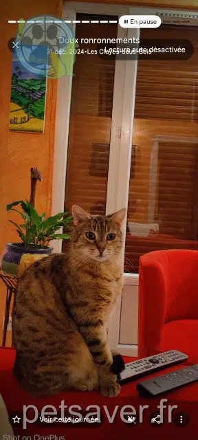 chatte lost   78340 Les Clayes-sous-Bois Minette