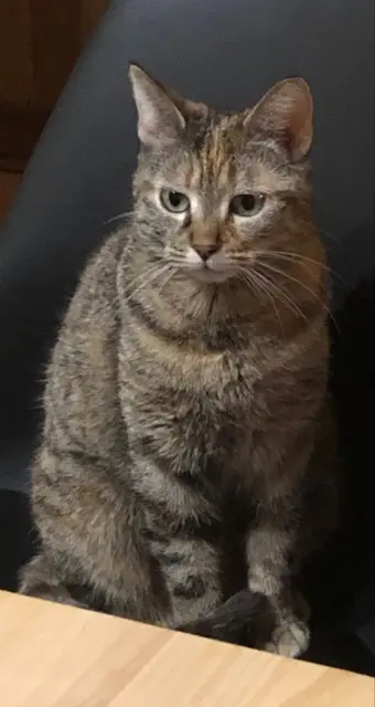 chatte lost   78125 Hermeray Minette