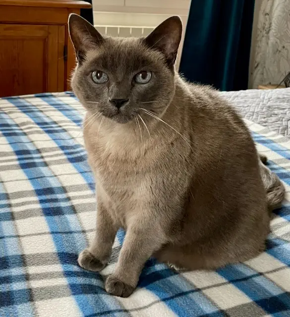 chatte lost   78000 Versailles Minnie