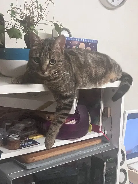 chatte lost   78520 Limay Moka