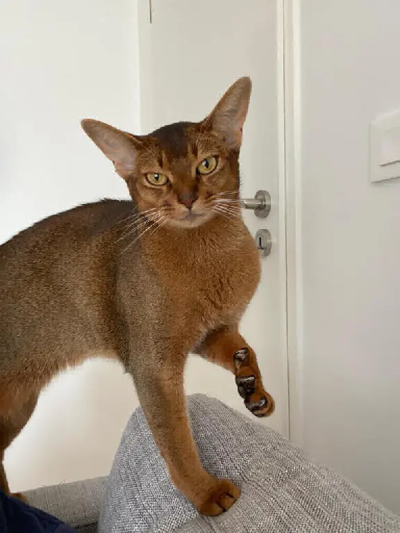 Chatte Perdue 78 Yvelines - Mona-lisa Chatte Perdue 78 Yvelines - Mona-lisa