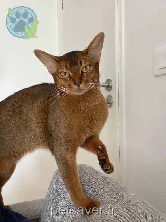 Chatte Perdue 78 Yvelines - Mona-lisa Chatte Perdue 78 Yvelines - Mona-lisa