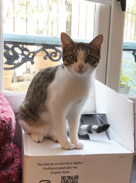 chatte lost   78300 Poissy Mouk