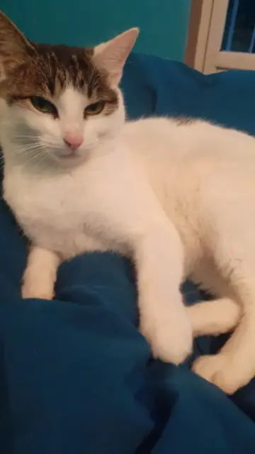 chatte lost   78650 Saulx-Marchais Mya