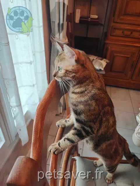 chatte lost   78140 Vélizy-Villacoublay Mya