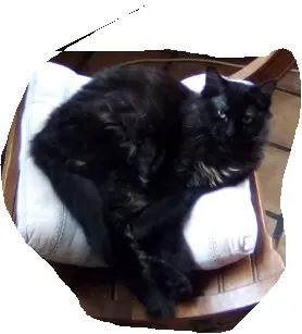 chatte lost   78980 Bréval Myrtille