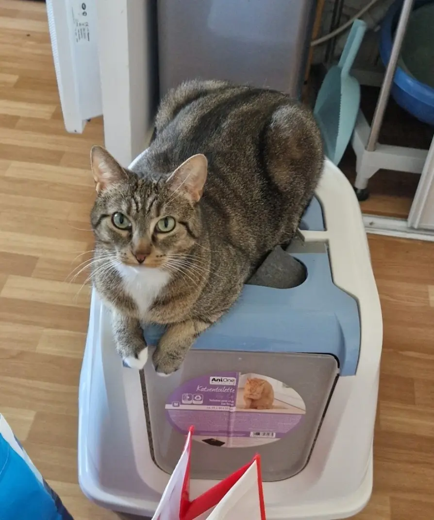 Chatte Perdue 78 Yvelines - Mystic Chatte Perdue 78 Yvelines - Mystic