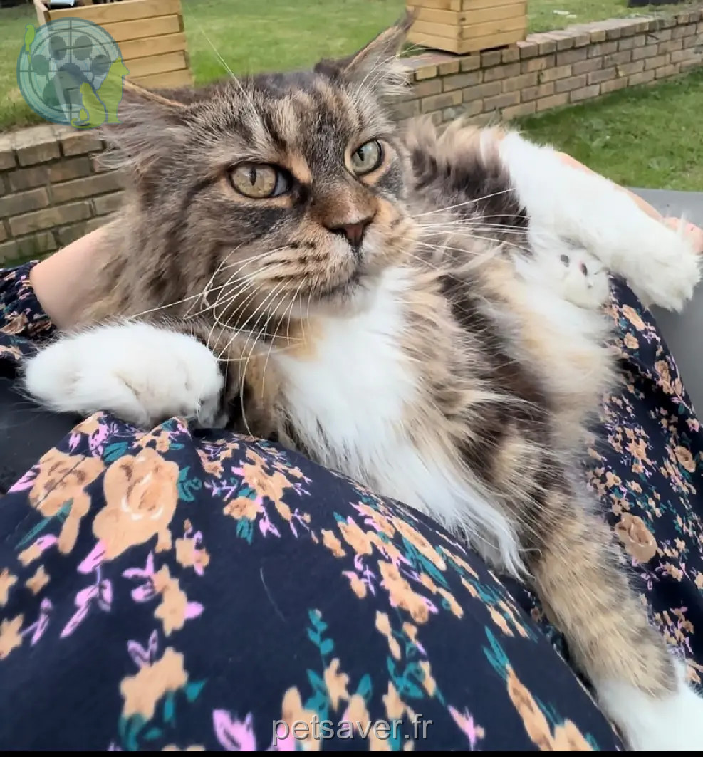Chatte Perdue 78 Yvelines Chatte Perdue 78 Yvelines