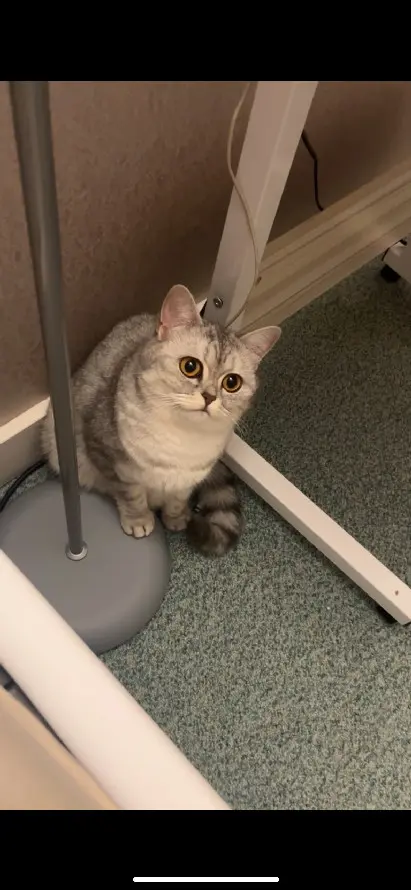 Chatte Perdue 78 Yvelines - Naiko Chatte Perdue 78 Yvelines - Naiko
