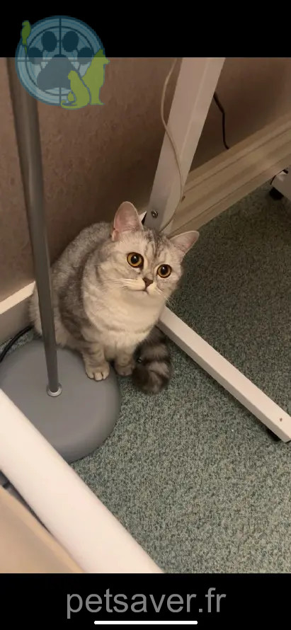 Chatte Perdue 78 Yvelines - Naiko Chatte Perdue 78 Yvelines - Naiko