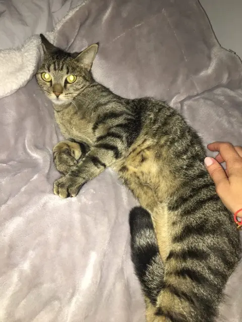 chatte lost   78510 Triel-sur-Seine Nala