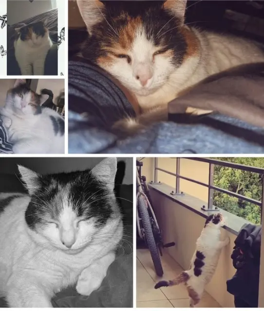 chatte lost   78340 Les Clayes-sous-Bois Nala