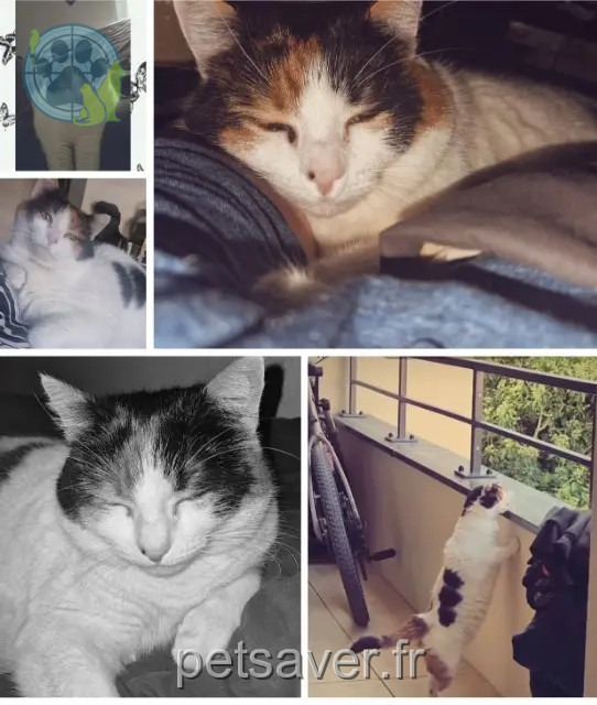 gatta persa 78340 Les Clayes-sous-Bois Nala gatta lost 78340 Les Clayes-sous-Bois Nala