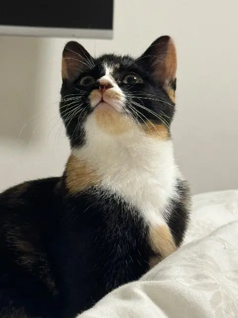 chatte lost   78370 Plaisir Nala