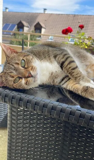 chatte lost   78370 Plaisir Nenette