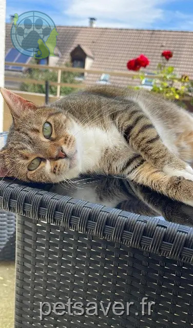 Katze vermisst 78370 Plaisir Nenette Katze lost 78370 Plaisir Nenette