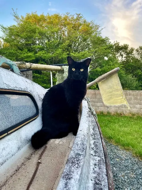 chatte lost   78117 Châteaufort Nikita