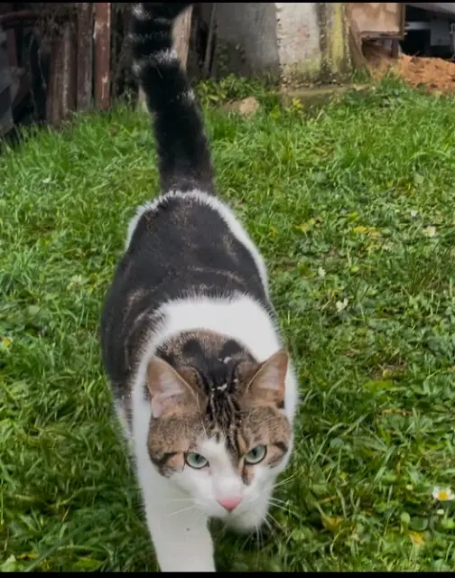 chatte lost   78270 Bennecourt Nina
