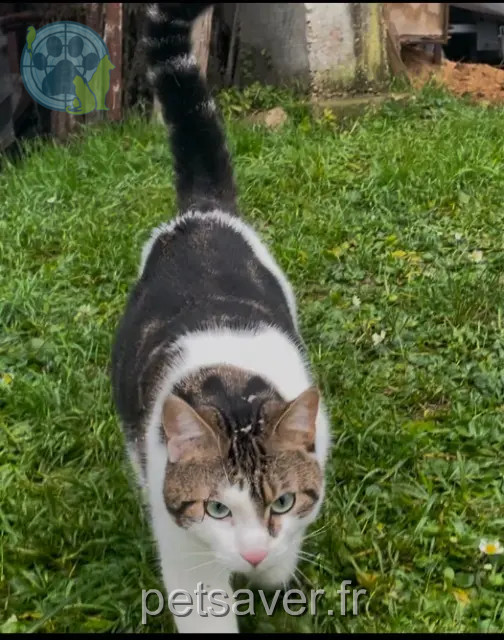Katze vermisst 78270 Bennecourt Nina Katze lost 78270 Bennecourt Nina