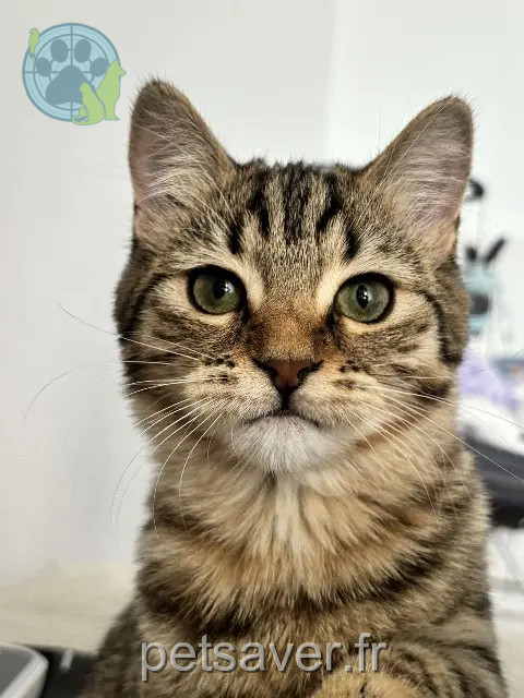 Katze vermisst 78300 Poissy NINJA Katze lost 78300 Poissy NINJA