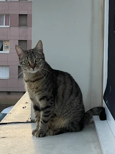 chatte lost   78711 Mantes-la-Ville Niya