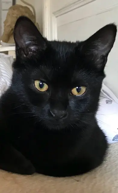 chatte lost   78140 Vélizy-Villacoublay Noiraude