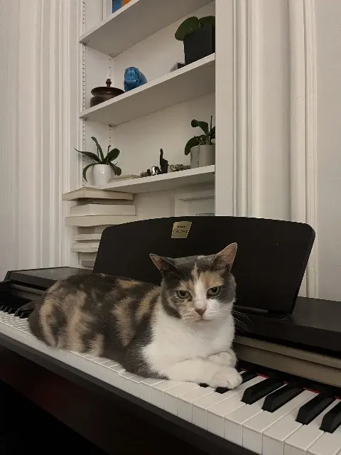 chatte lost   78550 Bazainville Noisette