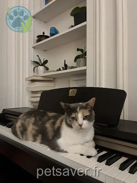 kat vermist 78550 Bazainville Noisette kat lost 78550 Bazainville Noisette