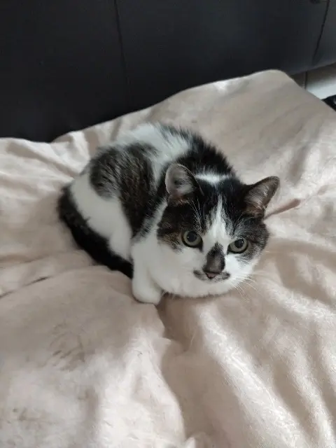 chatte lost   78480 Verneuil-sur-Seine Nono