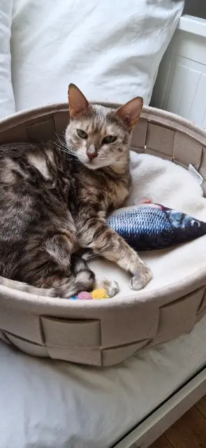 chatte lost   78650 Beynes Nouméa