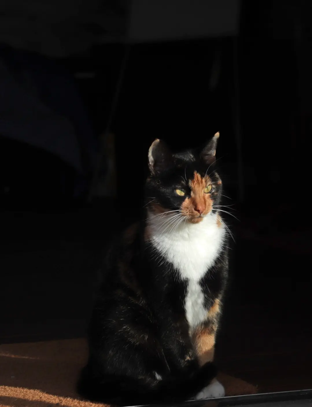 Chatte Perdue 78 Yvelines Chatte Perdue 78 Yvelines