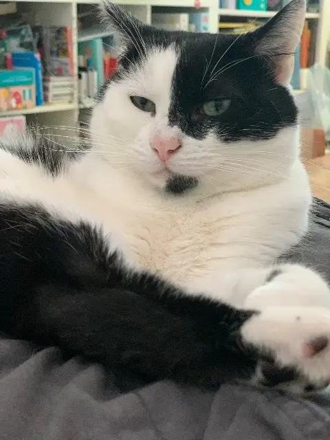 chatte lost   78170 La Celle-Saint-Cloud Olga