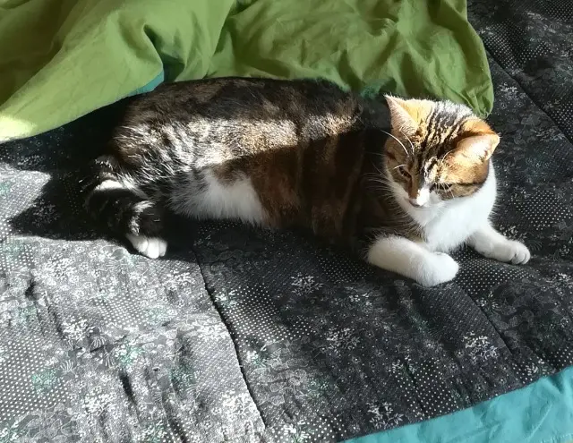 chatte lost   78610 Saint-Léger-en-Yvelines Osiris