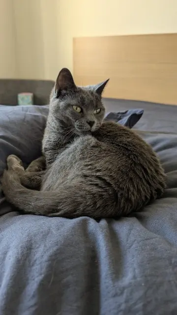 chatte lost    Saint-Germain-en-Laye Oslo