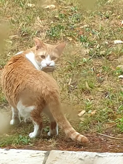 chatte lost   78830 Bonnelles Pepette