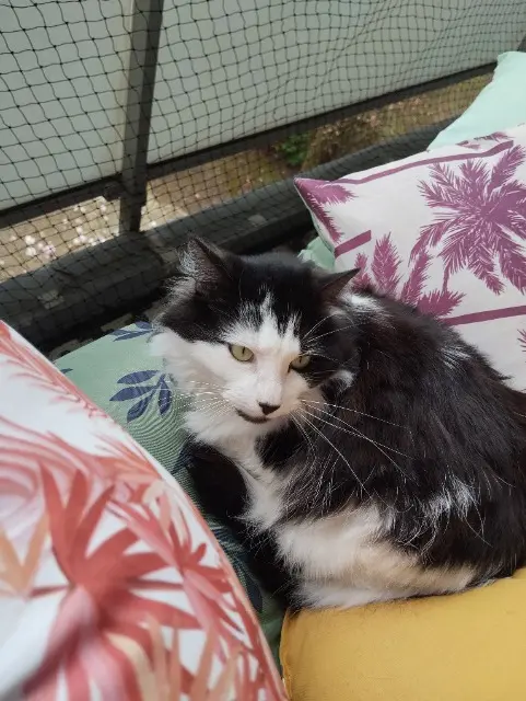 chatte lost   78380 Bougival Pepita
