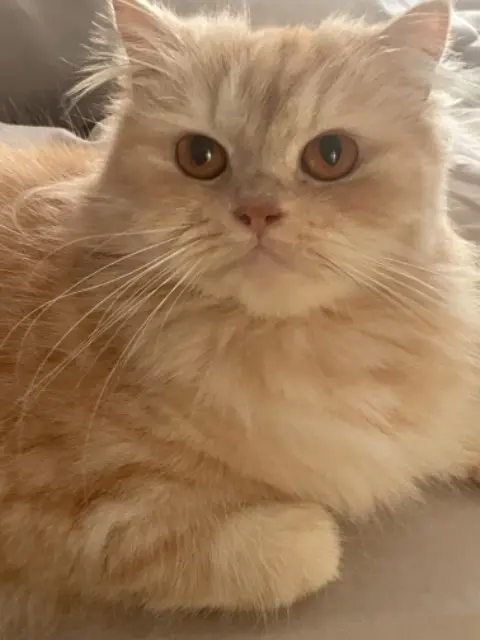 chatte lost    Saint-Germain-en-Laye Perla