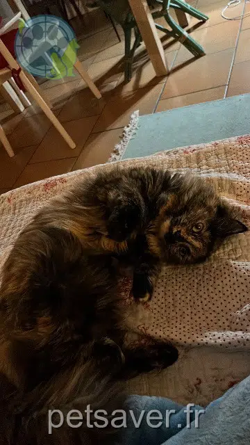 chatte lost   78550 Gressey Peroni