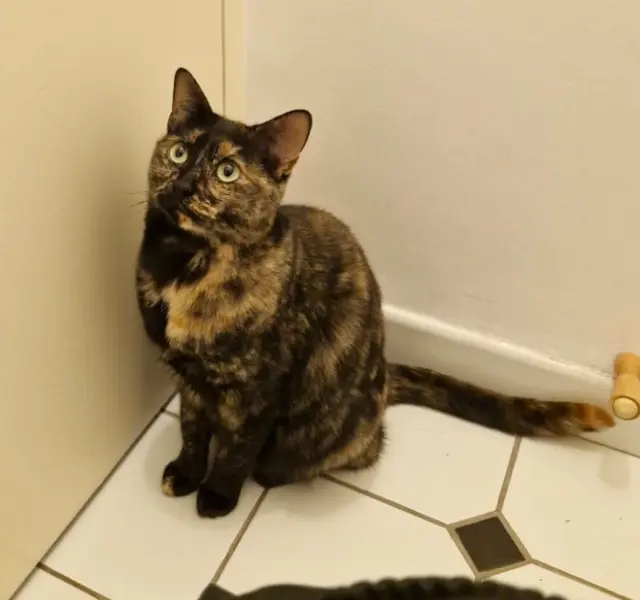 kat vermist 78150 Le Chesnay-Rocquencourt Phoebe kat lost 78150 Le Chesnay-Rocquencourt Phoebe