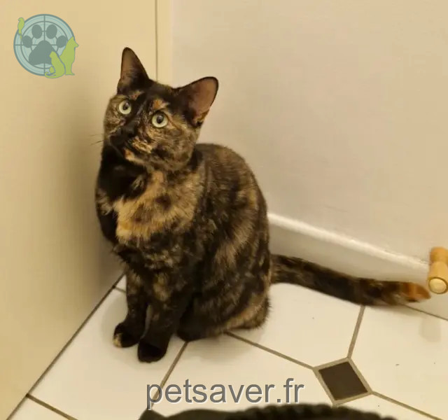 chatte perdue 78150 Le Chesnay-Rocquencourt Phoebe chatte lost 78150 Le Chesnay-Rocquencourt Phoebe