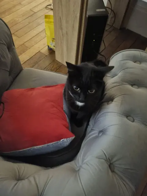 chatte lost   78460 Chevreuse Plume