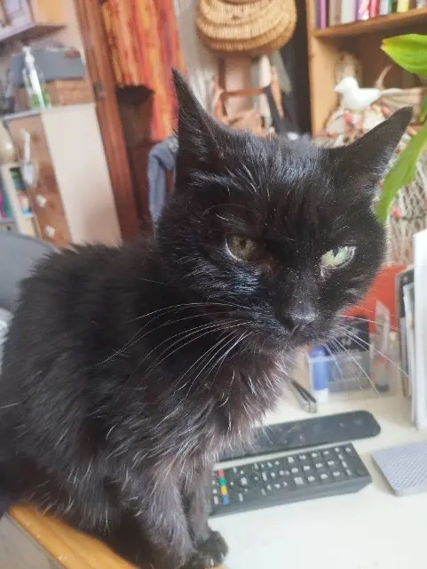 chatte lost   78570 Chanteloup-les-Vignes Plume