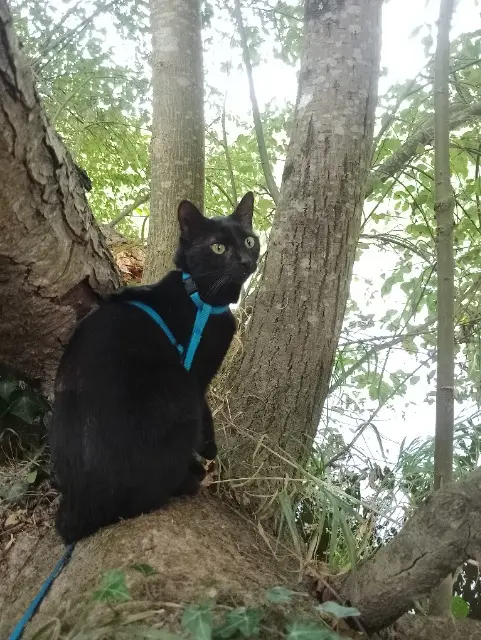 chatte lost   78120 Sonchamp Poupette