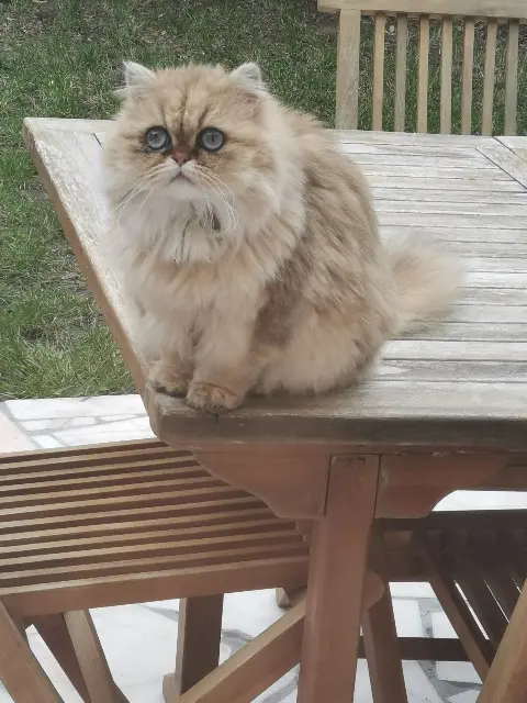 cat lost   78360 Montesson Preciosa