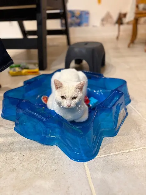 chatte lost   78930 Vert Ptiloup