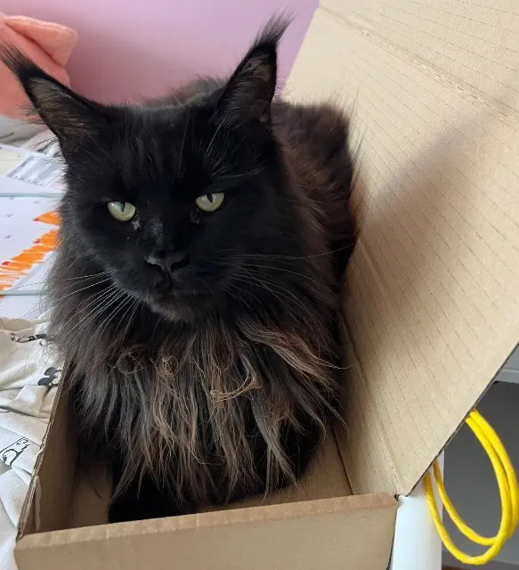chatte lost   78230 Le Pecq RHEA