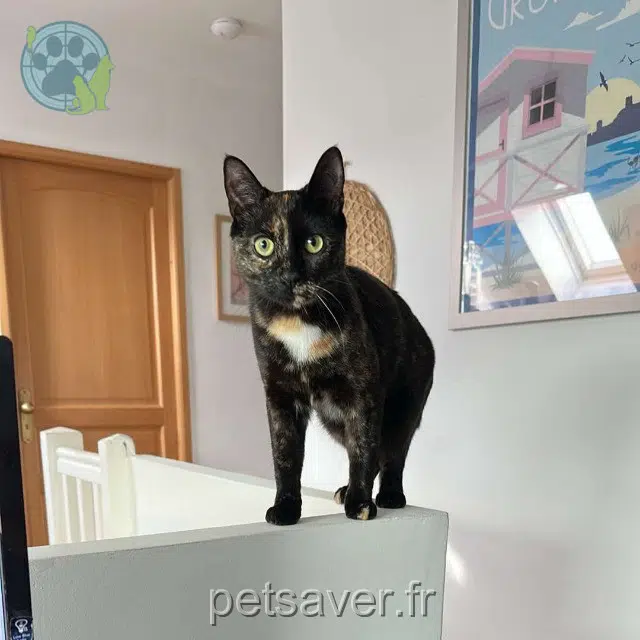 chatte lost   78800 Houilles Ricotta