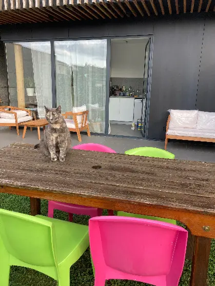 Chatte Perdue 78 Yvelines - Romy Chatte Perdue 78 Yvelines - Romy